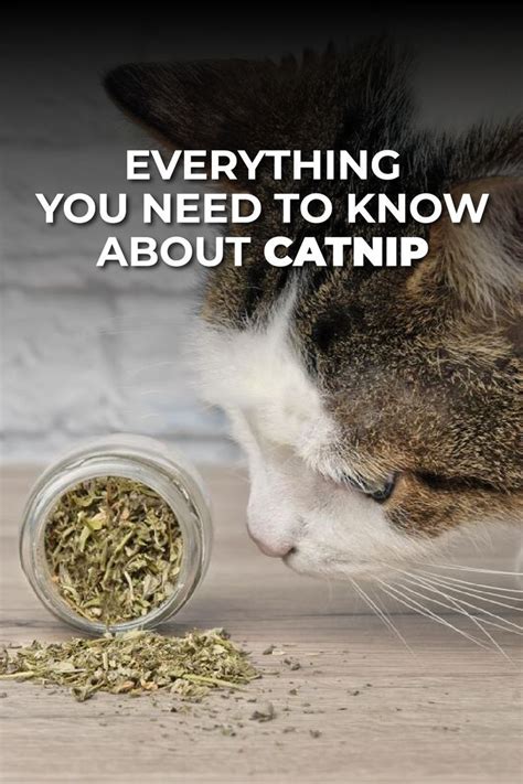 Is catnip safe for kittens. Things To Know About Is catnip safe for kittens. 
